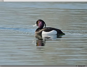 Animali 039